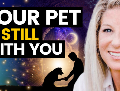 INSPIRE #1777: Connect with Your Pet’s Spirit After They Pass Away! Megan Sisk | Animal Communicator